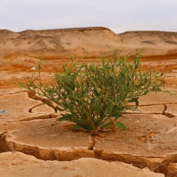 Conservation in the Age of Climate Change: A Call for Action