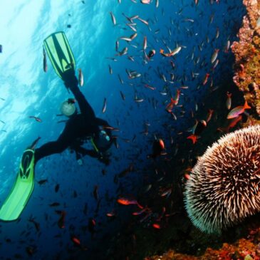Scuba Diving Skills & Conservation