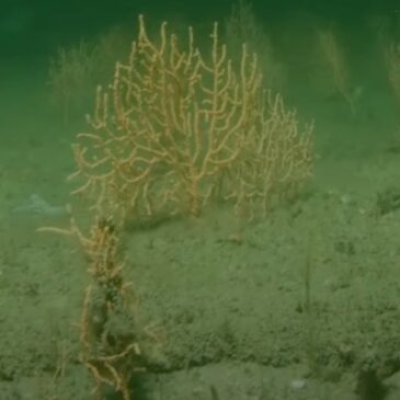 Britain’s Hidden Coral Treasure: Rare Cold-Water Reef Discovered off Southwest England